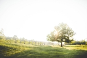 sassafras-springs-wedding-venues