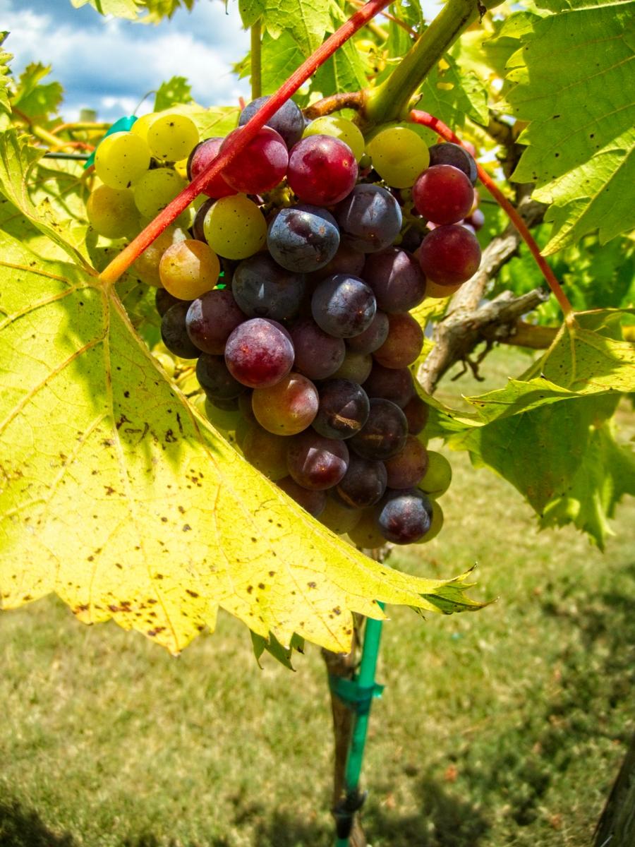 HB4116 - Sassafras Springs Vineyard & Winery grapes grown in AR